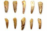 Lot: to Bargain Spinosaurus Teeth - Pieces #108551-1